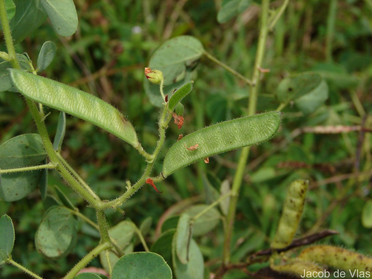 Chamaecrista absus (L.) H.S.Irwin & Barneby